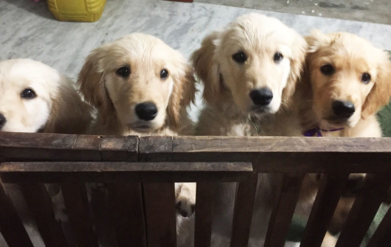 Puppy Love